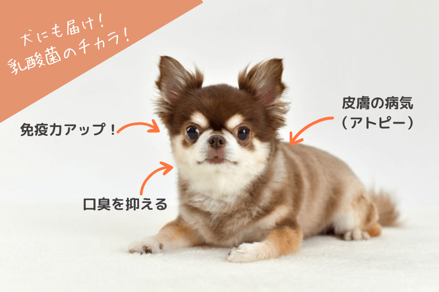 わんこにもたらすヨーグルトの健康効果