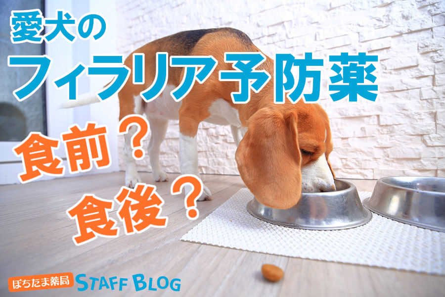 フィラリア予防薬は食前？食後？与えるタイミングや飲ませ方