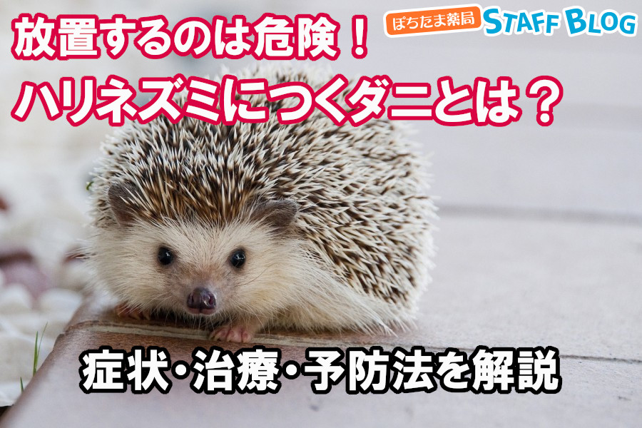 放置するのは危険！ハリネズミにつくダニとは？症状・治療・予防法を解説