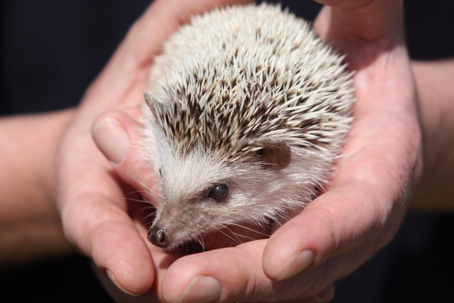 ハリネズミのダニ症の症状