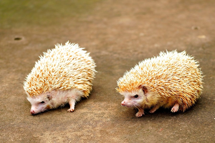 ハリネズミにダニが寄生する原因