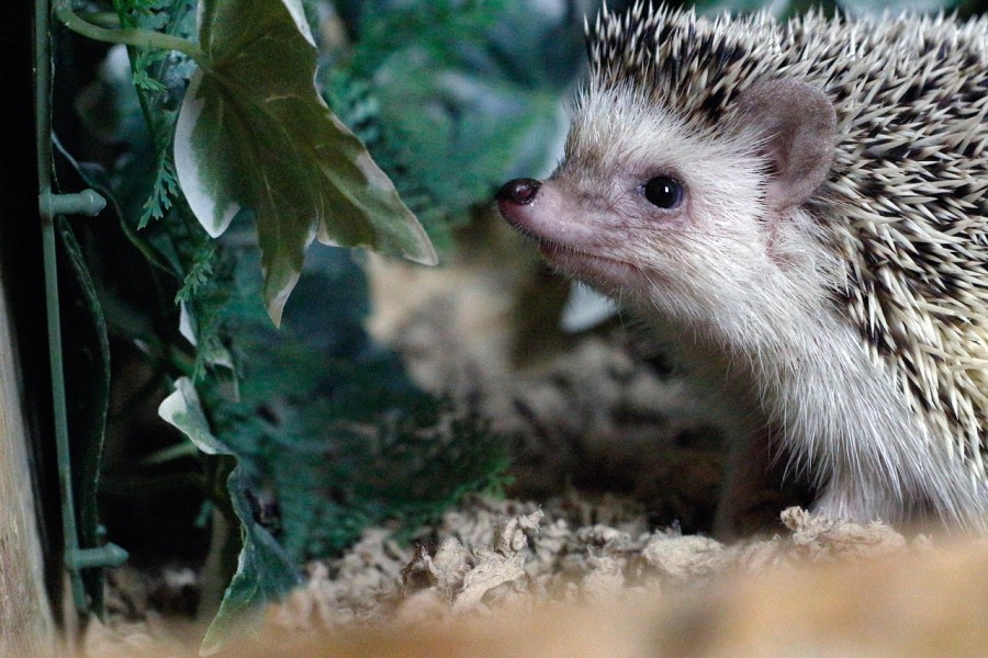ハリネズミのダニ対策・予防法