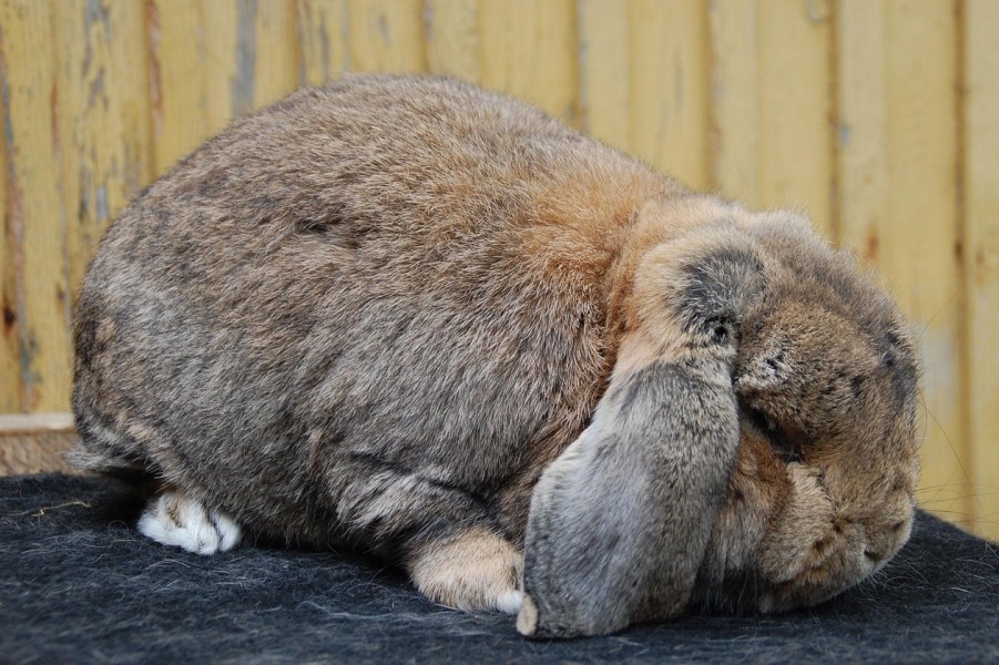 うさぎの白内障の症状
