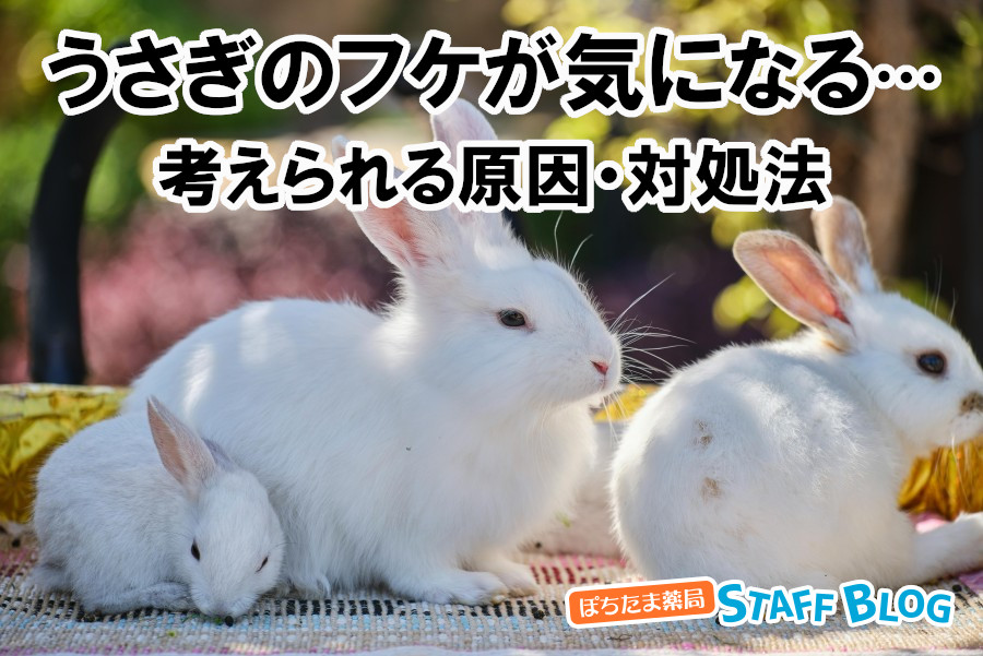 うさぎのフケが気になる…考えられる原因と対処法