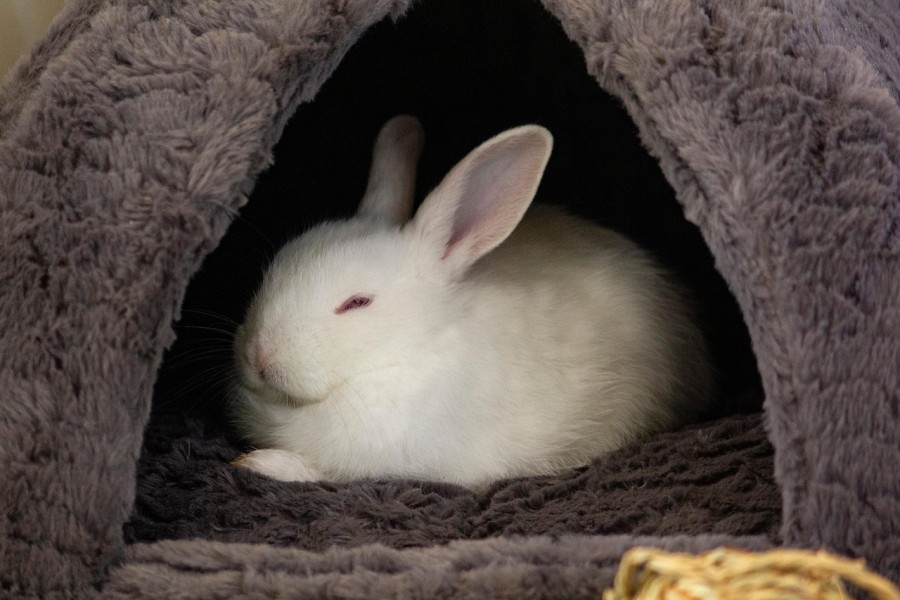 うさぎのフケを減らすには?