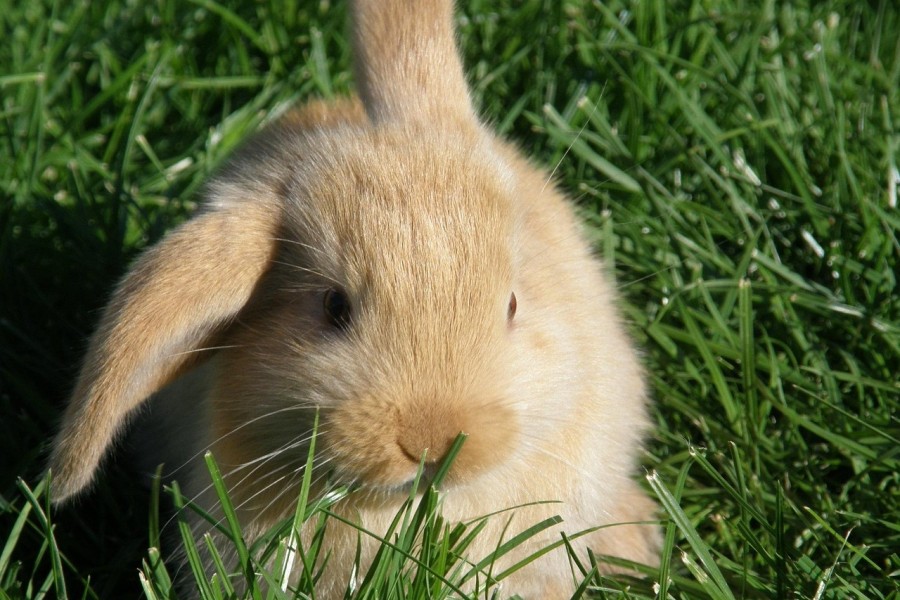 うさぎの耳ダニ症とは？