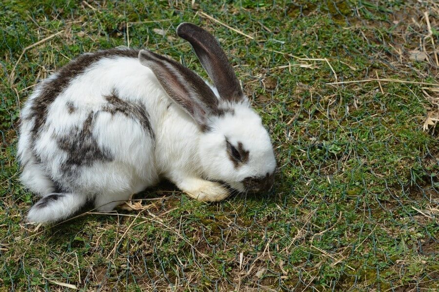 うさぎの耳ダニ症の症状