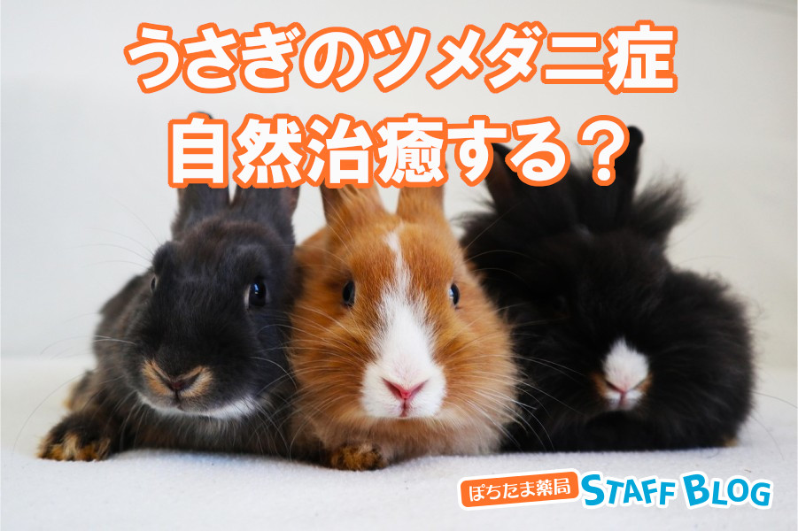 うさぎのツメダニ症は自然治癒する？放置の危険と治療・予防法を徹底解説