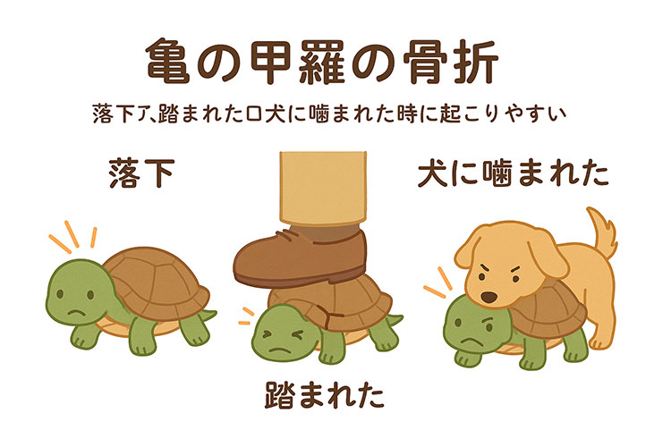 亀の甲羅の骨折
