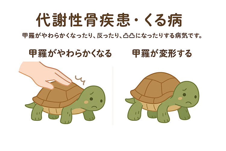 代謝性骨疾患・くる病