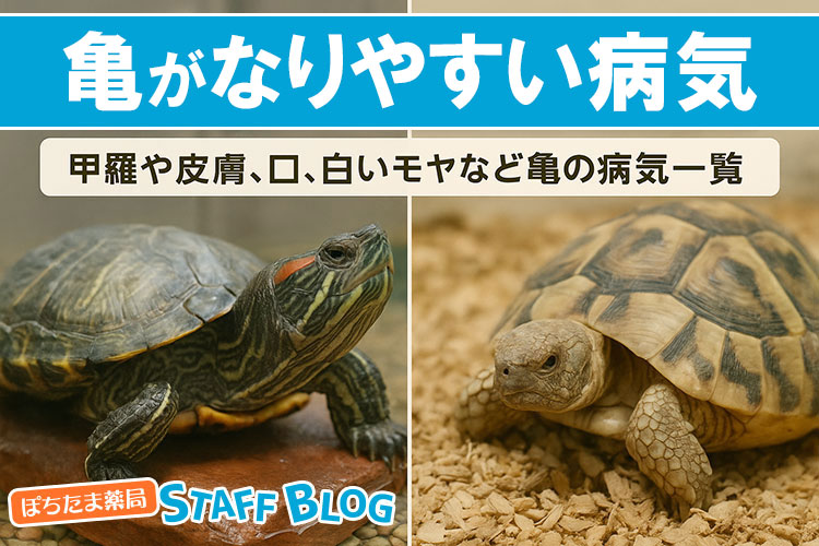 亀がなりやすい病気