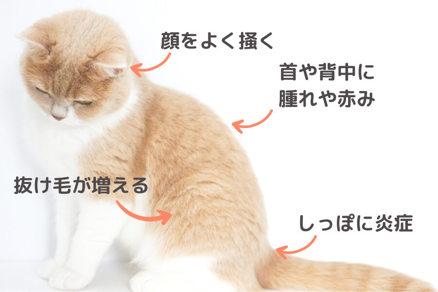 ノミがいるときの症状がないか確認する