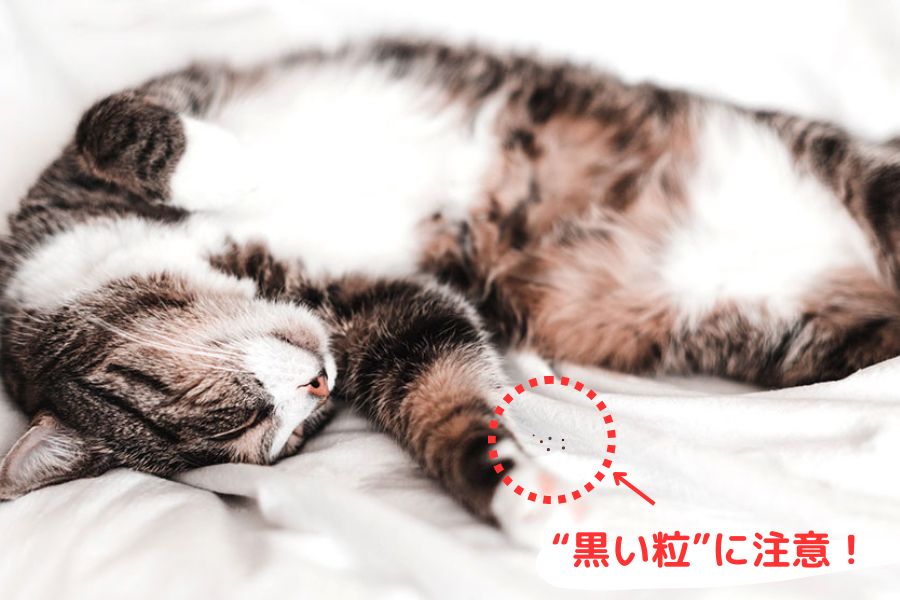 黒い粒が落ちていないか確認する