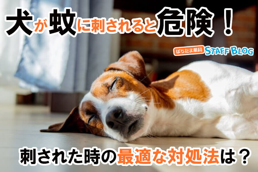 犬が蚊に刺されると危険！刺された時の最適な対処法を解説