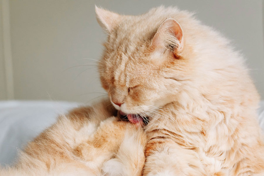 猫が薬を舐めないように注意する