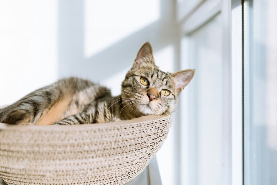 室内飼育を徹底する