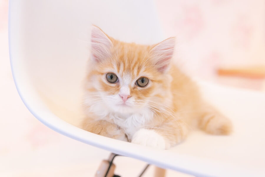 室内飼育でも本当に必要?