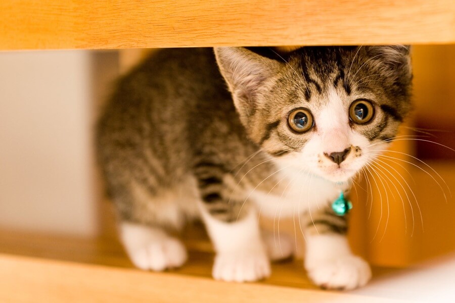 体力のない猫への投与は獣医師に相談する