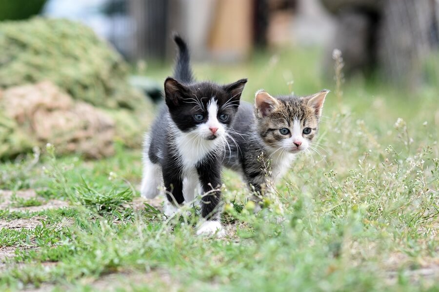 保護した子猫にはお腹の虫も駆除できるお薬を