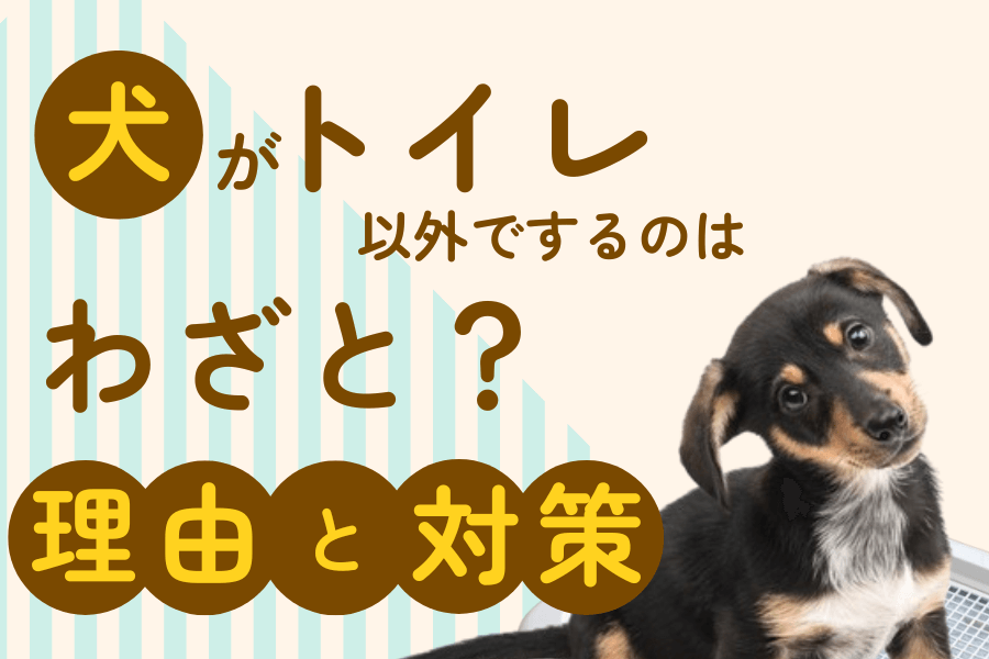 犬がトイレ以外でするのはわざと？失敗するようになった理由と解消法