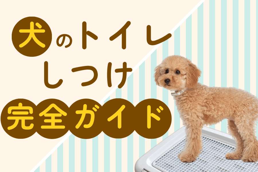 犬のトイレのしつけ完全ガイド｜必勝トレーニングに欠かせない２つのコツとは