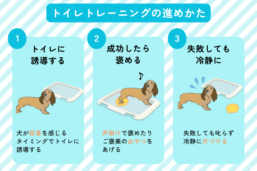 犬のトイレトレーニングの具体的な手順