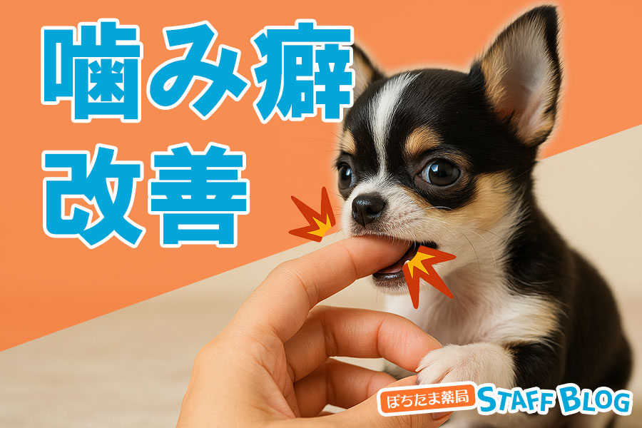 子犬の噛み癖改善