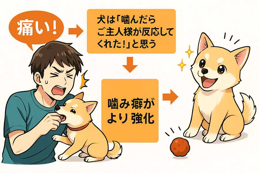 犬に噛まれたときに痛いと言う