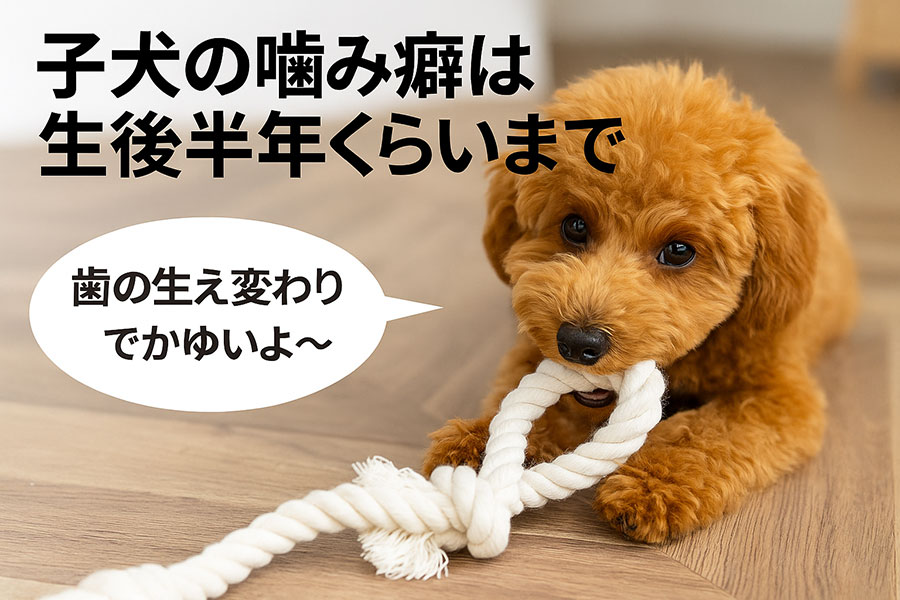 子犬の噛み癖は生後半年くらいまで