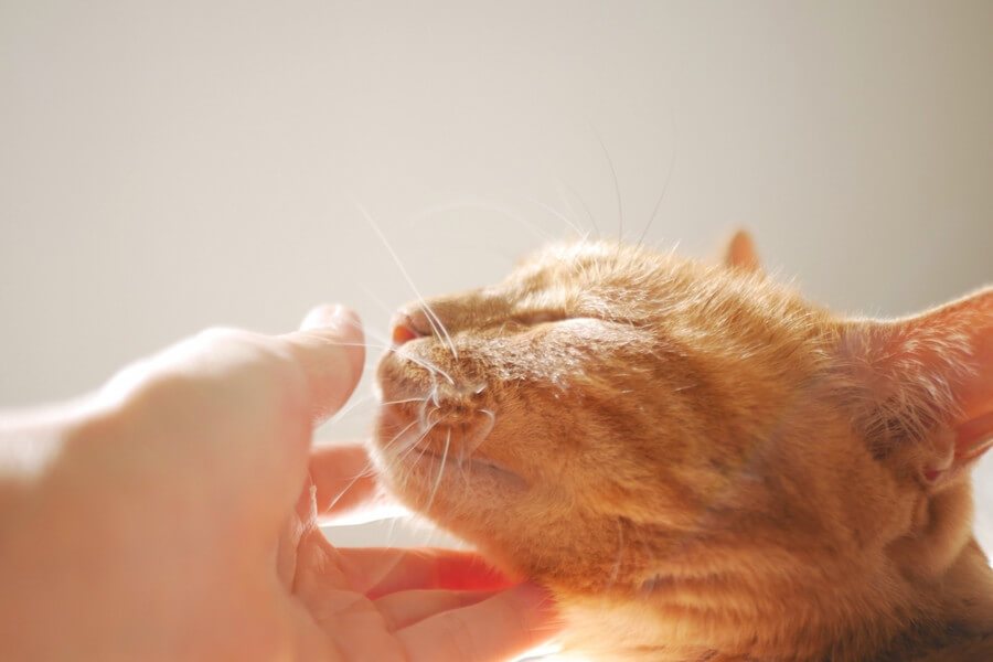 【結論】ノミ取り首輪を使うときは注意が必要