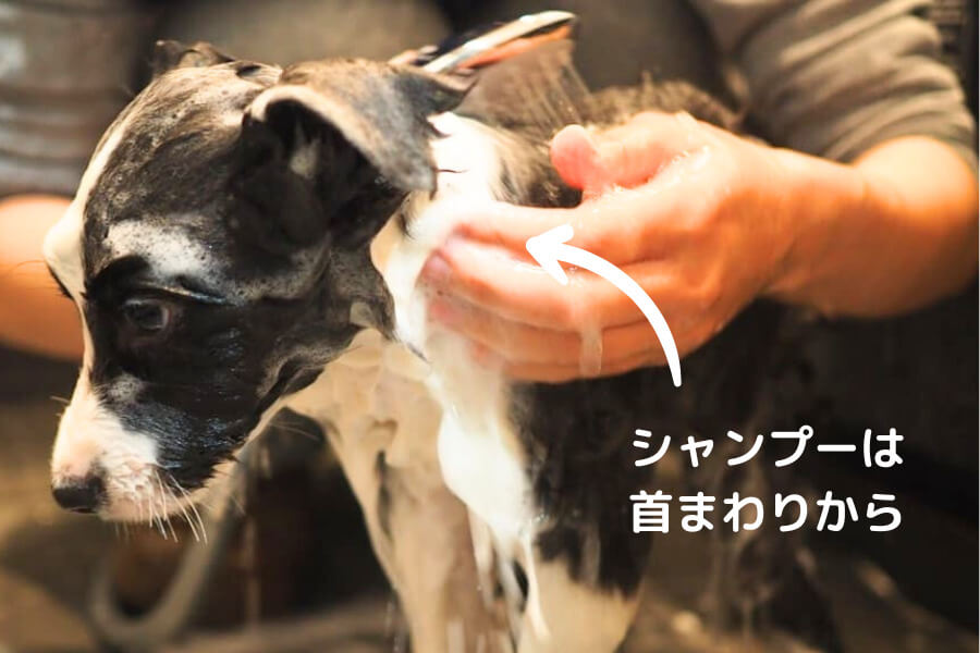 まずはシャンプーをする
