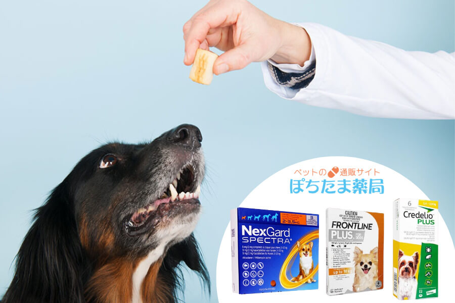 駆除薬で確実にノミを駆除する