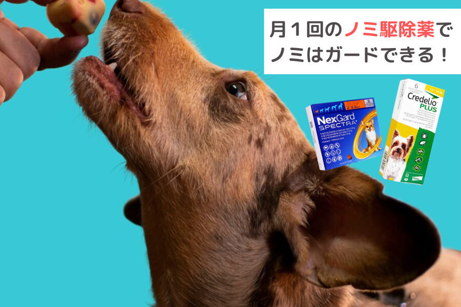 ノミ駆除薬でしっかりガード