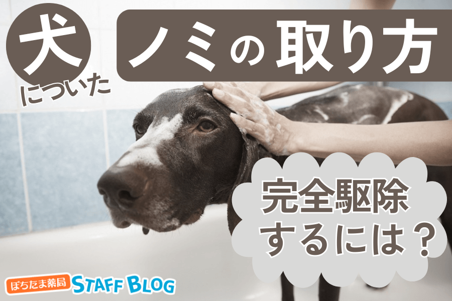 犬についたノミの取り方は？完全駆除の方法とノミの見つけ方