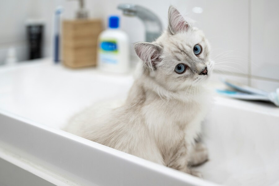 猫のノミダニはシャンプーだけで落ちる?
