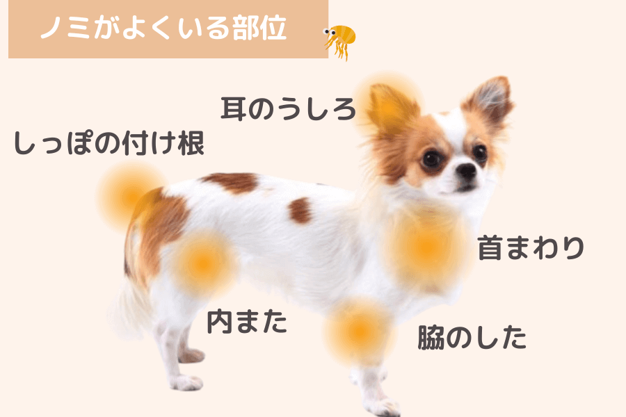 ノミがよくいる部位