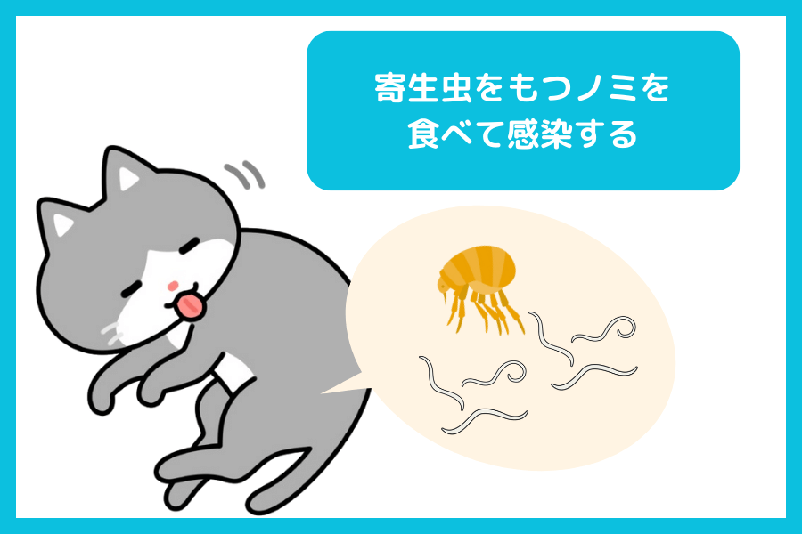 瓜実条虫症