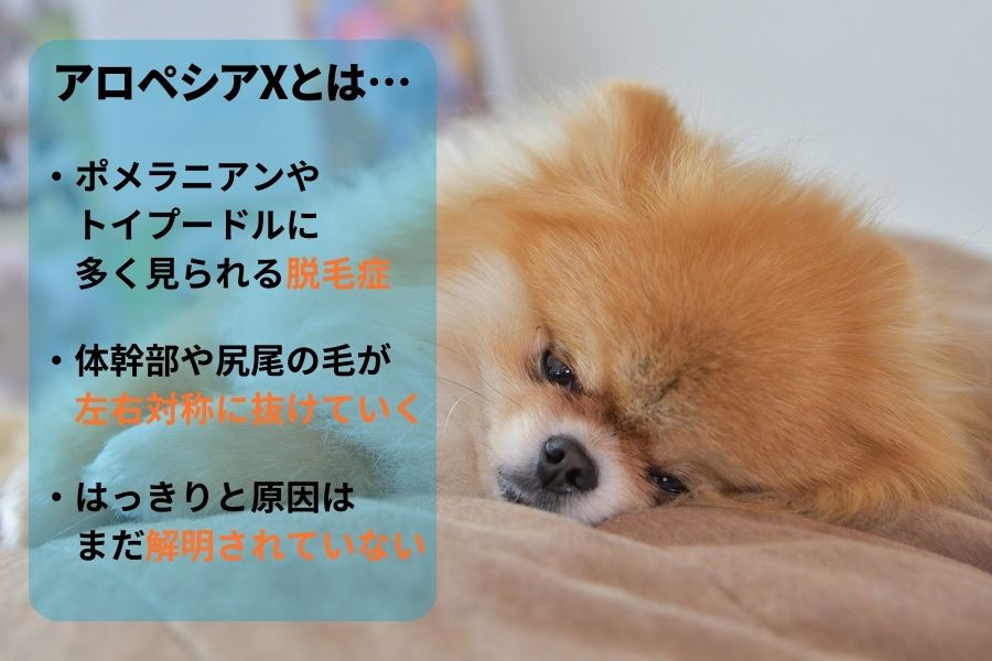 犬のアロペシアXとは?
