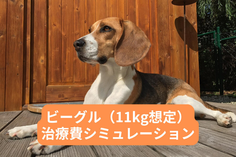 11kgのビーグル