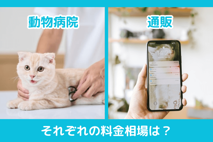猫のノミダニ予防の料金相場は？動物病院と通販を比較