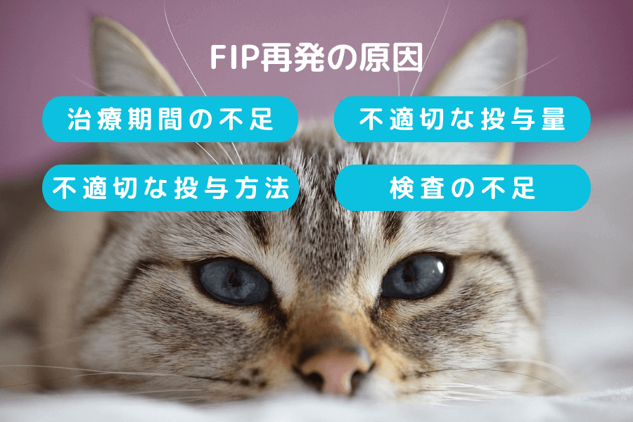そもそも猫FIPはなぜ再発するのか
