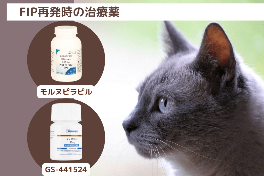猫FIP再発時の治療法