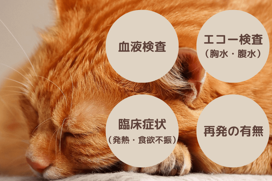 猫FIPは完治する？その基準とは