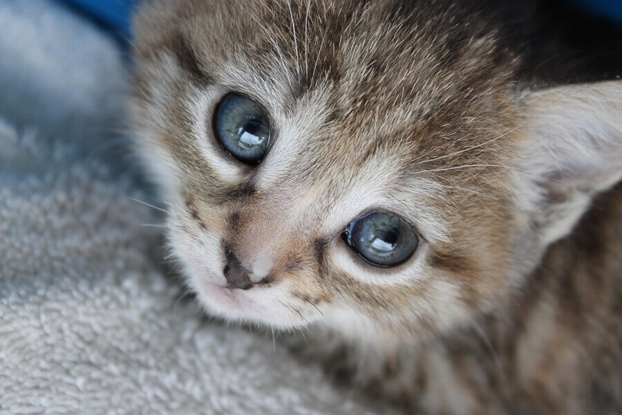 猫FIPを再発させないための過ごし方 