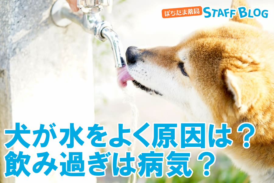 犬が水をよく飲む原因は？水の飲み過ぎは病気なの？