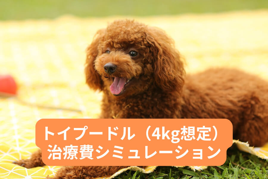 4kgのトイプードル