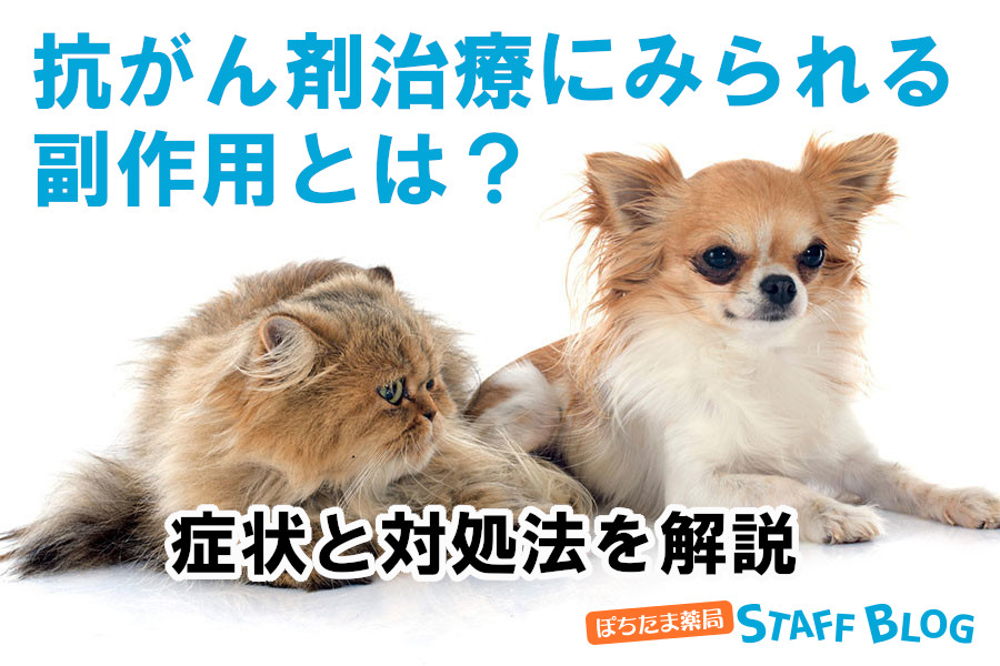 犬・猫の抗がん剤治療にみられる副作用とは？症状と対処法をわかりやすく解説