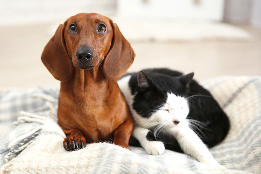犬猫に起こりやすい抗がん剤の副作用