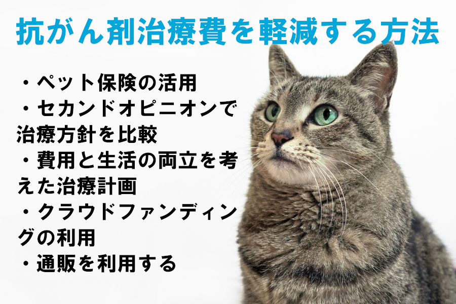 猫の抗がん剤治療費を軽減する方法