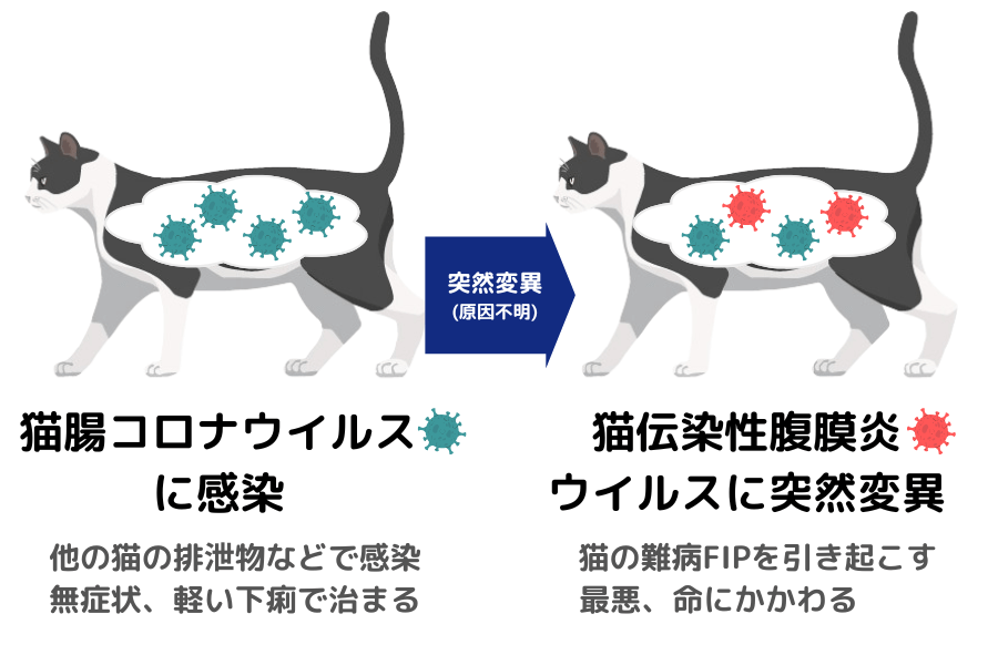 猫コロナウイルスの原因・感染経路